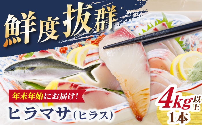 
            【12/27～1/3にお届け】【着日指定必須】【血抜き、内臓処理済み！】 ヒラス （ヒラマサ） 1本 4.0kg以上 養殖 刺身 しゃぶしゃぶ  【ひまわり】 [RBK008]
          