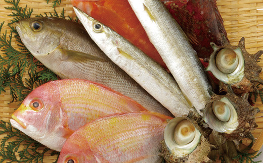 [A184p］ 五島 列島 宇久島 地魚 詰め合わせ 鮮魚 刺身 いさき かます あらかぶ ( かさご ) れんこだい くろ ( めじな ) あじ いか