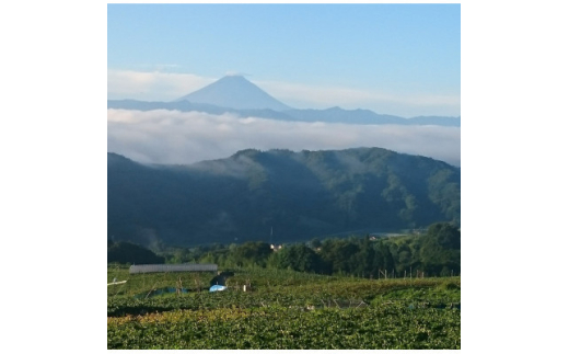 ＜牧丘天空の丘＞2026年シャインマスカット体験型ぶどう苗木オーナー権利＜5年間＞【1577160】