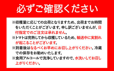 トマト ZEPPIN EX 1kg箱　ミニトマト