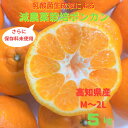 【ふるさと納税】先行予約　＜訳あり＞ぽんかん 5kg 高糖度 みかん 柑橘 高知県 高知 土佐清水 甘い ジューシー 完熟 フルーツ 果物 ビタミンC 旬 M～2Lサイズ 減農薬 美味しい 産直 季節限定 家庭用 自宅用 訳アリ 高知県 高知 土佐清水市 返礼品 【R00891】