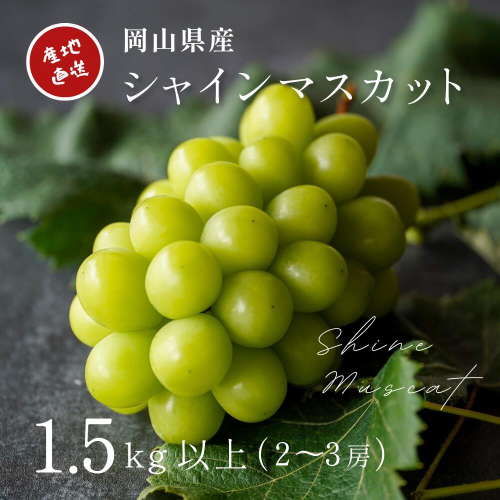 【ふるさと納税】 【2026年先行予約】厳選 岡山県産 シャインマスカット 1.5kg以上（2～3房） / 産直直送 朝採れ ぶどう ブドウ 葡萄 マスカット フルーツ 果物 真庭市