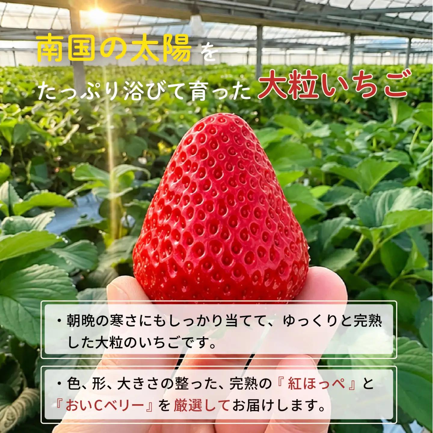 先行予約 いちご 苺 贅沢 食べ比べセット 紅ほっぺ おいCベリー 贈答品 計2パック：18～27粒 （2027年1月発送開始） | 厳選 贈り物 ギフト お取り寄せ 苺 いちご 大粒 南国市