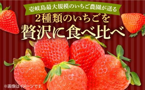 【全3回定期便】《2月3月4月お届け》壱岐島産いちご1kg （250g×4パック）恋みのり・さがほのかミックス [JEM002]