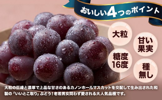 【先行予約】 岡山県産 ニューピオーネ詰合せ 選べる 計 800g 株式会社はちや《8月下旬‐9月下旬頃出荷》岡山県 浅口市 ぶどう 葡萄 フルーツ ギフト 果物 デザート 国産 送料無料【配送不可地