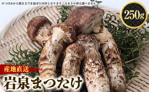 【2026秋発送】≪産地直送≫　岩泉まつたけ 250g【配送不可地域：離島】