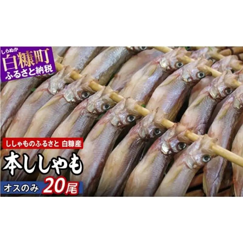 しらぬか産 本ししゃも【オス20尾】_A012-1024