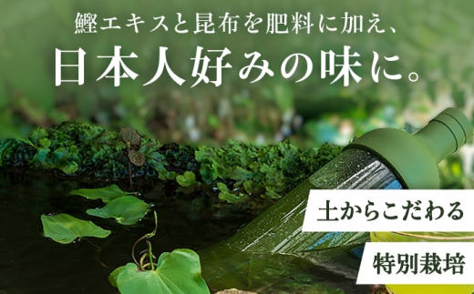 三茶葉味くらべセット 計3袋 / お茶 日本茶 嬉野茶 緑茶 / 佐賀県 / 白川製茶園 [41AIAB003]