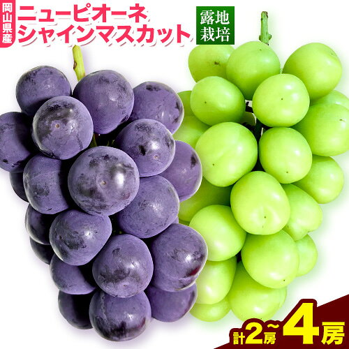 【ふるさと納税】岡山県産ニューピオーネ＆シャインマスカット「晴王」 選べる 1房 2房 （1房580g以上） （令和8年産先行受付）《2026年9月上旬-10月下旬頃出荷》【配送不可地域あり】