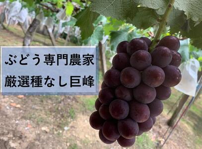 【農家直送（収穫日に発送）】種無し巨峰　◆約３ｋｇ（5～7房）