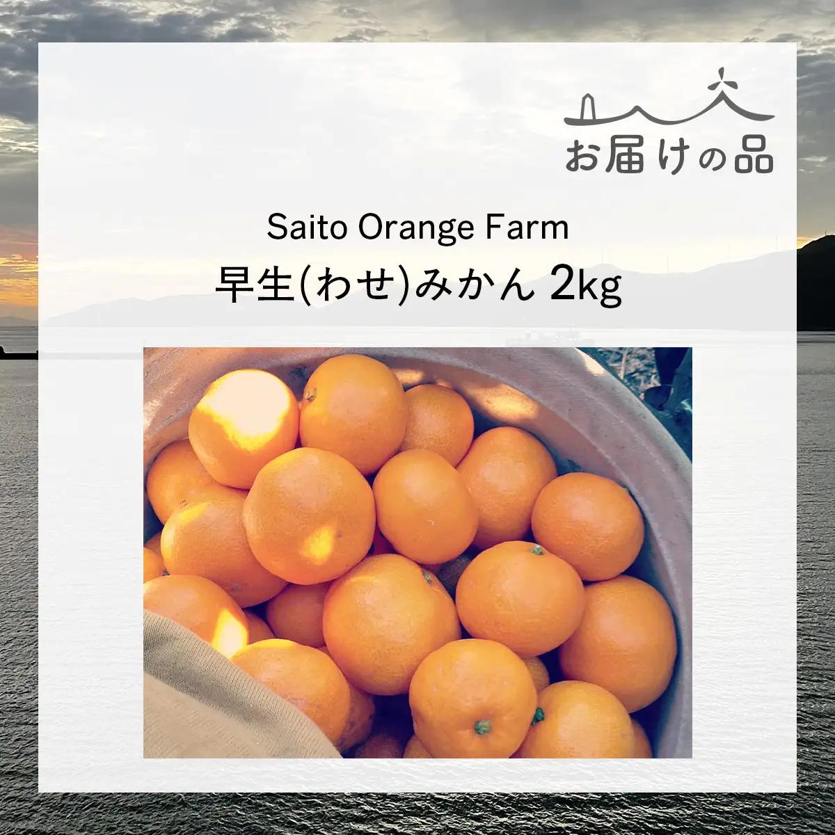 【先行予約】Saito Orange Farmの早生(わせ)みかん2kg（2026年11月下旬頃より順次発送予定）IKTAQ034
