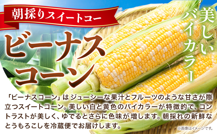 【先行予約】朝採り とうもろこし ビーナスコーン スイートコーン 20本 《2026年8月上旬-8月末頃出荷予定》山下農場 バイカラー 大粒 コーン トウモロコシ 送料無料 北海道 本別町北海道 十勝