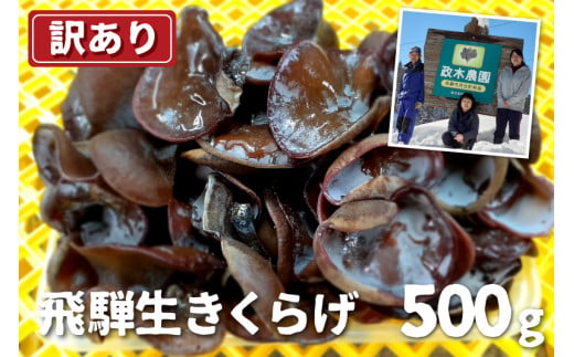 《年内発送》【訳あり】生きくらげ 500g　政木農園 キクラゲ 飛騨 簡易包装 訳アリ わけあり ワケアリ 家庭用  年内配送 年内お届け 12月 飛騨市