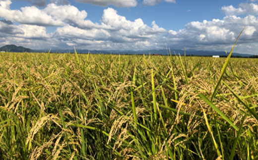 【12月から順次発送】切り餅[3切れ×8セット] (栽培期間中農薬不使用米『こがねもち』)【配送不可地域：離島・沖縄県】