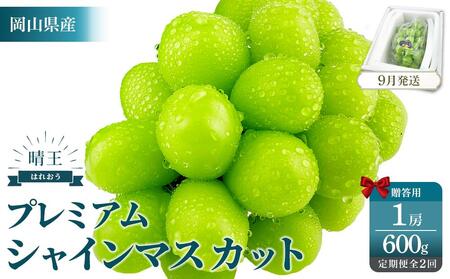 2026年予約受付中  プレミアム　シャインマスカット　晴王 1房　約600g　2回　定期便　9月・10月に1回ずつお届け　【シャインマスカット マスカット ぶどう 葡萄 岡山県産 赤秀品  種無し 皮ごと食べる みずみずしい 9月～10月お届け フレッシュ　晴れの国おかやま 果物大国　贈答品 彩美菜果 岡山県 岡山市 おすすめ 人気 】