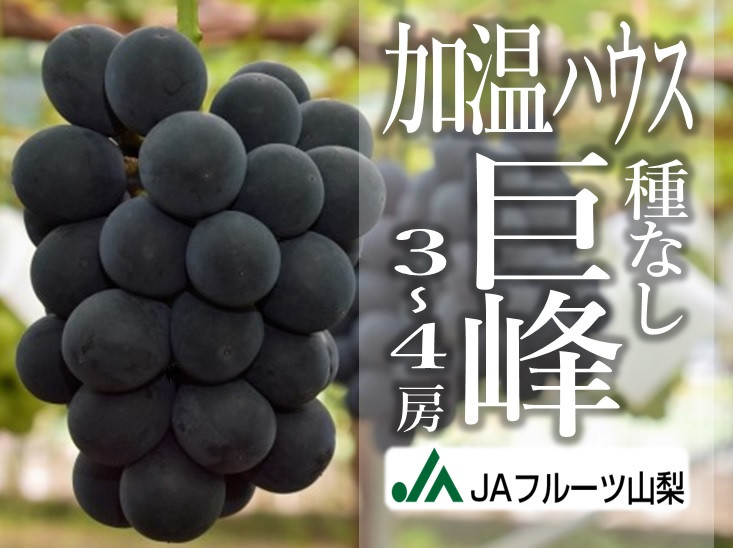 JAフルーツ山梨 甲州市産ハウス種なし巨峰3～4房【80】【2024年発送】