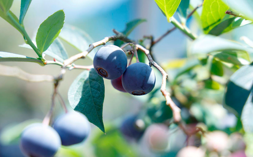 完熟冷凍媛ベリー【約1kg】（894）