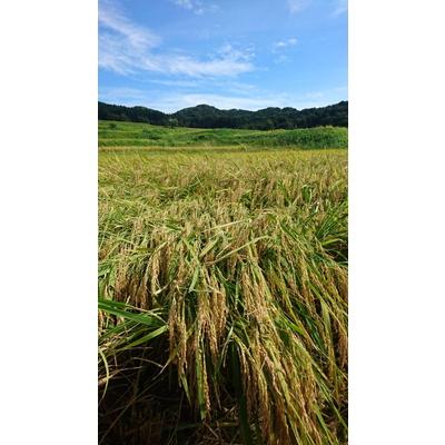 ふるさと納税 村上市 【新米受付・令和7年産米】新潟県岩船産　棚田米コシヒカリ6kg NA4184 |  | 02