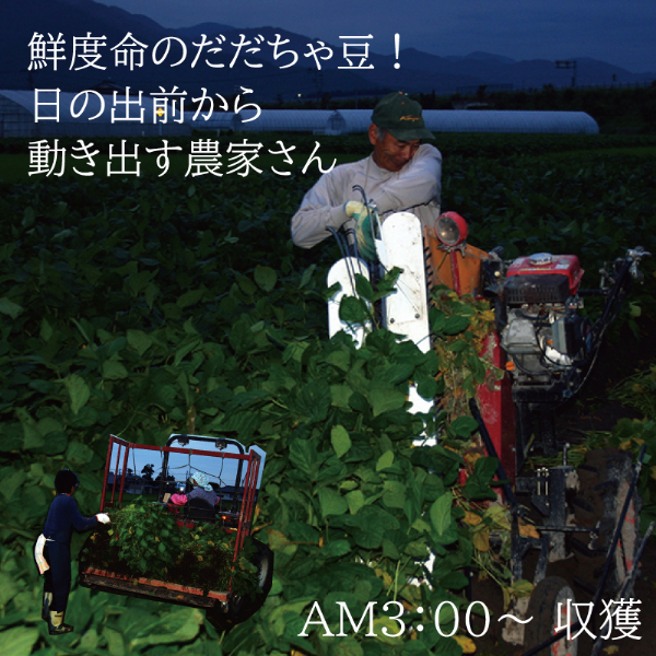 【令和7年産先行予約】鶴岡 だだちゃ豆 300g×4袋（計1200g）【本豆】 2025年 枝豆 株式会社 清川屋