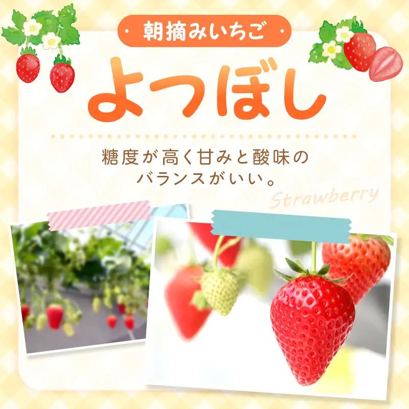 【2027年1月～2027年4月発送予定】【自宅用】朝摘みいちご よつぼし 500g【ふるさと納税3.0】【117E-007-2027】