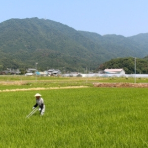 ＜乾燥米こうじ 500g×5袋＞弥彦村 石井農園 新潟県認証特別栽培米 コシヒカリ使用 | 米麹