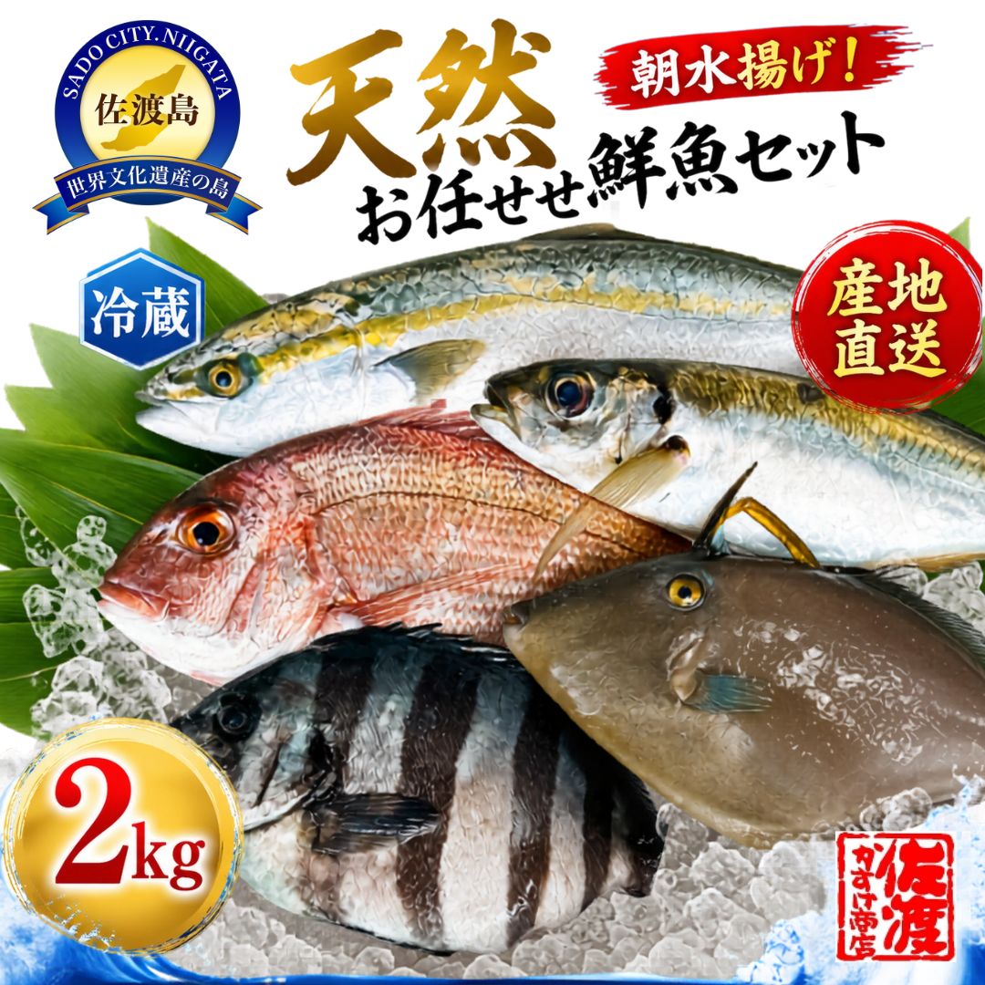 【ふるさと納税】鮮魚セット 2kg 佐渡産 天然 お任せ鮮魚 朝水揚げ 即日発送 翌日お届け 旬の魚 朝獲れ 魚 お魚 さかな 地魚 詰め合わせ 産地直送 冷蔵 海鮮 魚介 刺身 煮魚 焼き魚 フライ アラ汁 おかず ごちそう お取り寄せ 新潟県 佐渡市 ※2026年10月1日以降順次発送