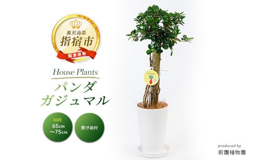 【観葉植物】パンダガジュマル7号(前園植物園/045-1451)南国鹿児島県で育った 観葉植物！植物 鉢付 インテリア 室内 オフィス おしゃれ プレゼント ギフト 開店祝い 移転祝い マイナスイオン【配送不可地域：北海道・沖縄県・離島】