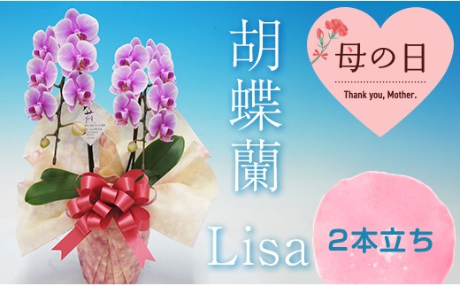 
                  【母の日ギフト】 胡蝶蘭 Lisa 2本立ち ミディ 母の日 プレゼント お花 こちょうらん 鉢花 贈り物 フラワーギフト F21E-201
                