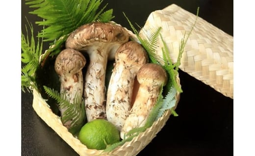 
            【先行予約】数量限定 丹波松茸（篭入り）特選上物＜丹波四季菜料理 宮本屋＞≪松茸 丹波松茸 天然松茸 先行予約松茸天然 数量限定松茸天然 丹波松茸天然 特選松茸天然 上物松茸天然 篭入り松茸天然 宮本屋松茸天然 予約松茸天然 松茸天然 まつたけ 天然 マツタケ 松茸 てんねん 天然物 国産天然松茸 丹波産天然松茸 ≫ ※天然物のため10月頃～11月頃に入荷次第順次発送予定 ※配送不可地域あり
          