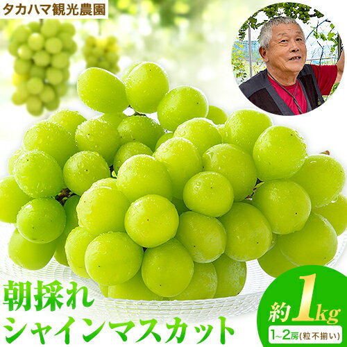 【ふるさと納税】熊本県大津町産 タカハマ観光農園の 朝採れ シャインマスカット 約1kg 1～2房《8月上旬-10月末頃出荷》熊本県 大津町 ブドウ 葡萄 ぶどう シャインマスカット 果物 くだもの スイーツ フルーツ デザート ギフト 種なし クール便 送料無料