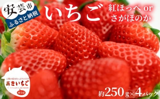 いちご 苺 イチゴ 紅ほっぺ さがほのか 高知県産 【先行予約】 いちご 紅ほっぺ さがほのか 約 1kg ( 約 250g × 4パック ) 【2026年12月～発送予定】 果物 フルーツ イチゴ 苺 小分け パック 期間限定 季節限定 数量限定 旬 高知県産 高知県安芸市 大粒 新鮮 海洋深層水 農家直送 贈答用 ギフト プレゼント 人気 通販 お取り寄せ 特産品 安芸市 高知県