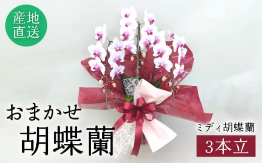 おまかせ 胡蝶蘭 ( ミディ 胡蝶蘭 3本立 ) 糸島市 / はざま園芸 [AND005] 花 生花 お祝い 胡蝶蘭 お祝い ギフト 贈答 洋蘭 開店祝い 新店 祝い 白