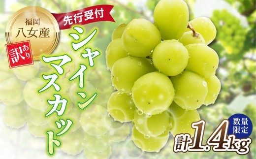 
                  【先行受付】【2026年発送】【訳あり】【数量限定】九州福岡フルーツ王国八女　シャインマスカット 約1.4kg＜配送不可：北海道・沖縄・離島＞ 数量限定 約1.4kg 自宅用  果物 くだもの フルーツ ぶどう 葡萄 ジューシー 種なし 冷蔵 九州 福岡県 八女市
                