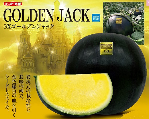 
            山形村産 ゴールデンジャック 1玉（8kg以上）中川農園 3211
          