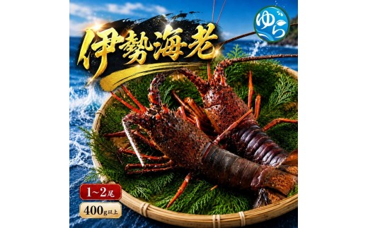 
                  【ふるさと納税】 【活きた状態で発送！】 伊勢海老 紀州 400g以上 / エビ 伊勢 海鮮 和歌山 1尾 ～ 2尾 ※9月中旬～10月下旬に順次発送 ※北海道・沖縄・離島への配送不可 【eiw222-yura-300】
                
