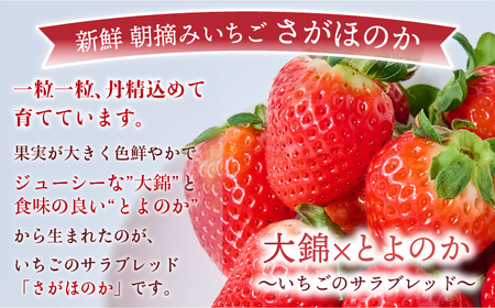 いちご  先行予約 【2026年1月発送】季節限定！ 新鮮朝摘みいちご「さがほのか」約1.5kg （250g×6パック）