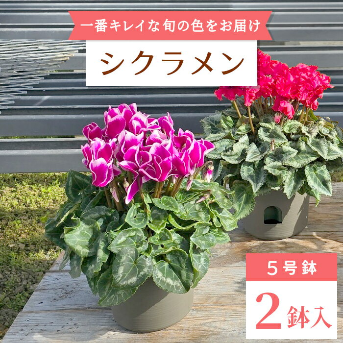 【ふるさと納税】愛知県産 シクラメン 5号鉢2鉢セット 花 ピンク 白 赤 プレゼント 贈り物 鉢花 鉢 ガーデン ガーデニング 高品質 クリスマス -029