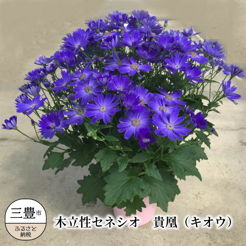 【ふるさと納税】 花 観葉植物 生産農場直送！ 木立性セネシオ 貴凰（キオウ） 5号鉢 希少観葉植物 [ インテリアグリーン 園芸グッズ 花鉢 栽培用 フラワー プレゼント 贈答用 ギフト 人気 おしゃれ 高級感 返礼品 10000円 台 送料無料 三豊市 三豊園芸 ]