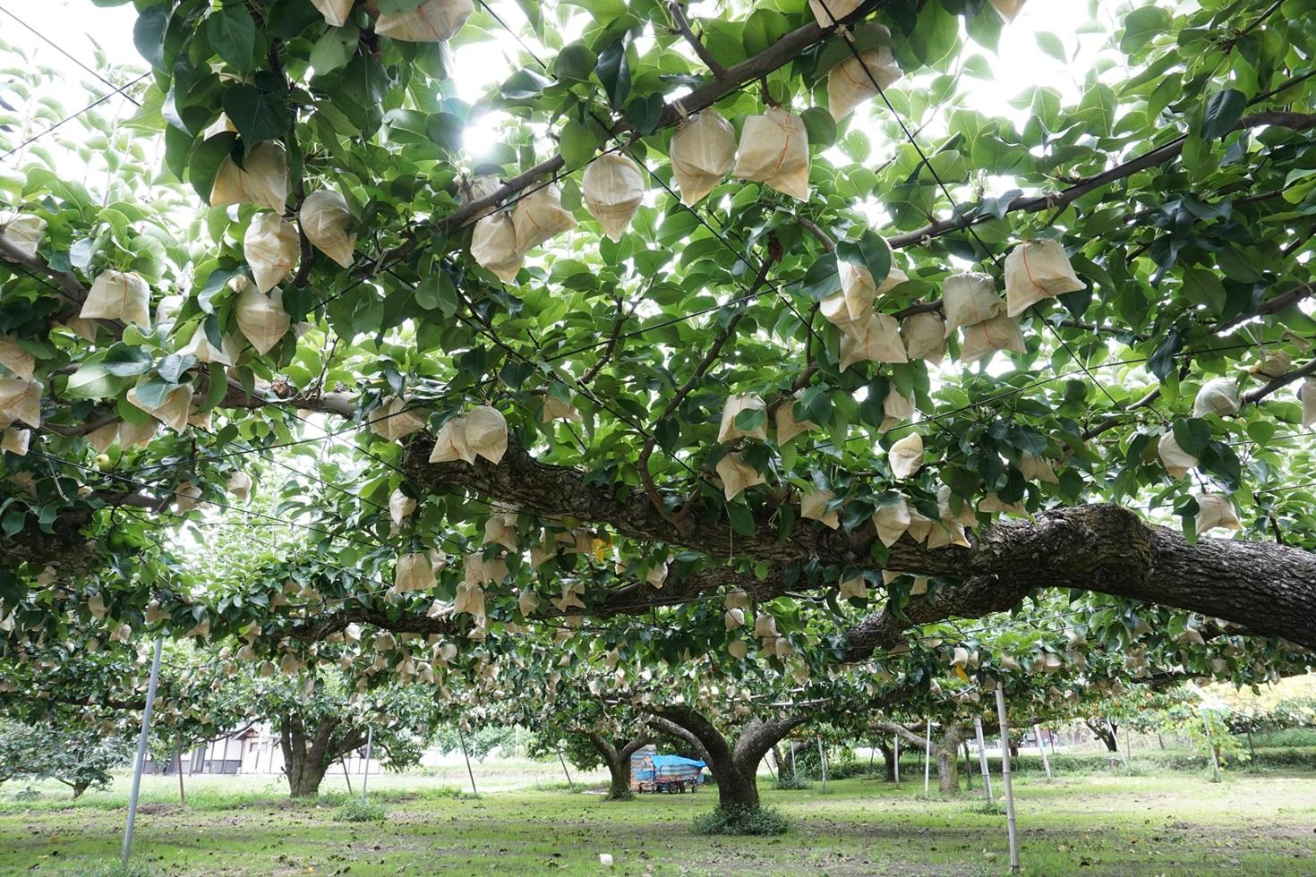 【南信州産】 20世紀 秀品約5kg（8玉～16玉）＜9月上旬から順次発送＞