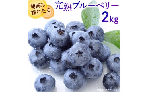 【先行予約 2025年産】朝摘み完熟フレッシュブルーベリー2kg ／果物 フルーツ 数量限定 埼玉県伊奈町