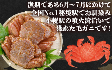 活毛ガニ 2尾 （1尾400～500g） 地元現役漁師が厳選 毛ガニ 冷蔵 北海道 豊浦 噴火湾 毛蟹 カニ 2024年6月末から順次出荷