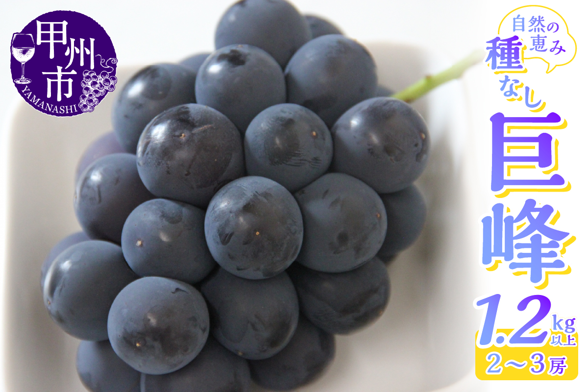産地直送 山梨自然の恵み！種なし巨峰 2～3房 1.2kg以上【2026年発送】（LKS）B-851