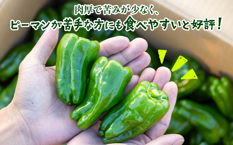 高知県香南市産採れたてピーマン1.5kg - 野菜 やさい 新鮮 国産 肉厚 炒め物 肉詰め 料理 高知県 香南市 冷蔵 im-0002