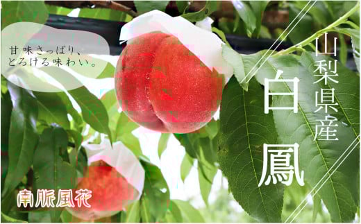 ＜2026年発送分先行予約＞ 山梨県産 白鳳 1.8kg相当 ALPAJ019