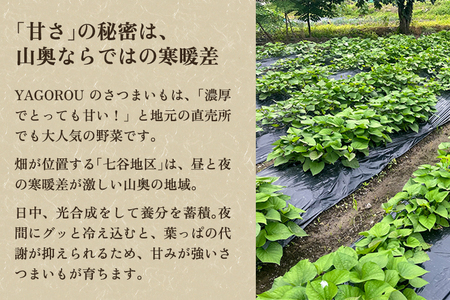 【家庭用】シルクスイート 1kg（A品・B品混在） 新潟県加茂市七谷産 さつまいも《11月下旬〜順次発送》 サツマイモ お芋 焼き芋 スイートポテト 野菜 根菜 低温熟成 加茂市 YAGOROU ヤゴ