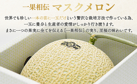 マスクメロン家庭用 3玉入り 一果相伝【 メロン メロン メロン メロン メロン メロン 】 tn-0029