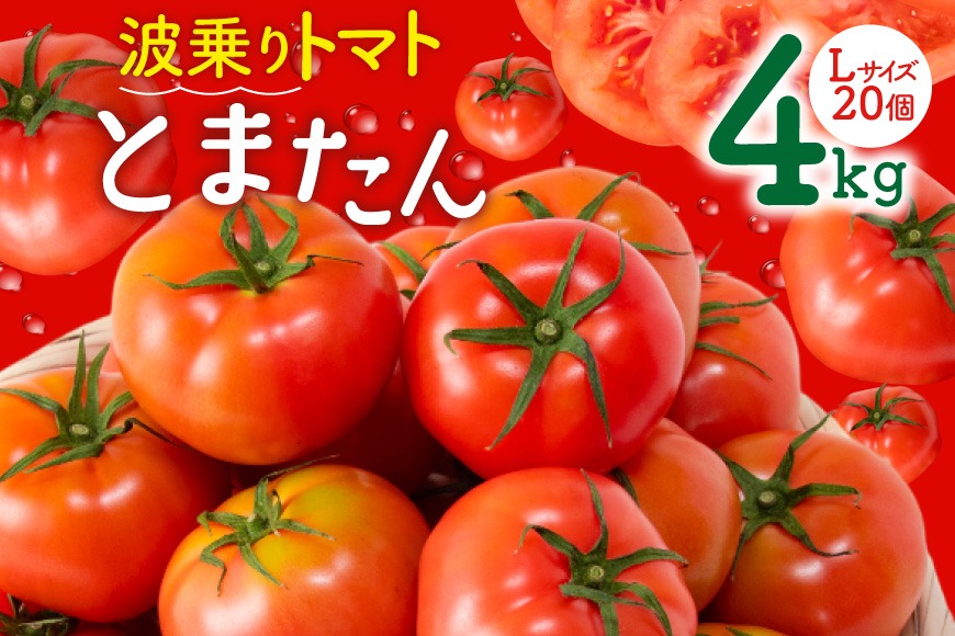 【期間限定発送】波乗り トマト とまたん 4kg (20個入) [サンフレッシュ小泉農園 宮城県 気仙沼市 20564139] 野菜 とまと 国産 夏野菜 やさい さっぱり サラダ サッパリ 新鮮 甘い カプレーゼ リコピン