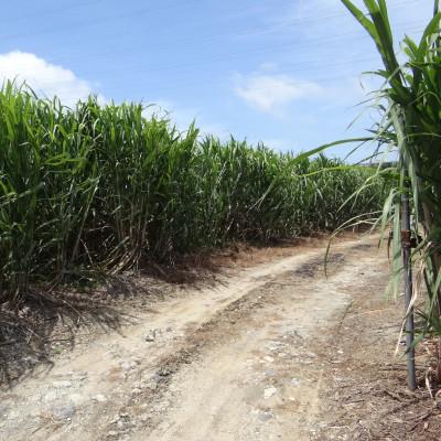 ふるさと納税 豊見城市 《ウージ染め》三線胴巻き(ティーガーザワワ) |  | 03