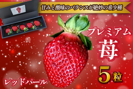 【大粒厳選】プレミアムいちご レッドパール 5粒（果物 フルーツ イチゴ 苺 いちご 大粒 大玉 贈答用 プレゼント 2026 期間限定）