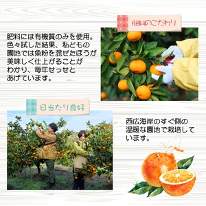 ちっちゃい 有田みかん 小粒 5kg　※2024年11月下旬から順次発送予定　/ 和歌山 有田 みかん ミカン フルーツ 秋 旬 柑橘 小玉 小粒 家庭用 濃厚 甘い 甘味 ジューシー 果汁 おすすめ